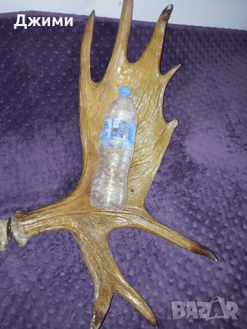 голям лос, снимка 9 - Антикварни и старинни предмети - 53622617