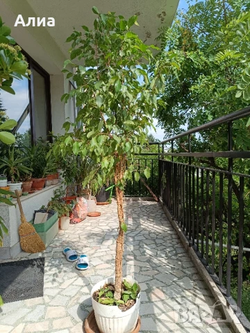 Фикус бенджамин 170см, драцена 120см, снимка 8 - Градински цветя и растения - 34362136