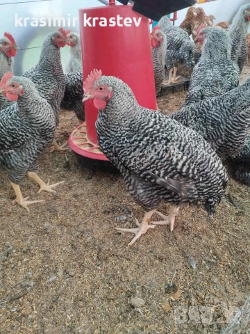 бройлери и петлета за угояване, снимка 2 - Кокошки и пуйки - 53749695