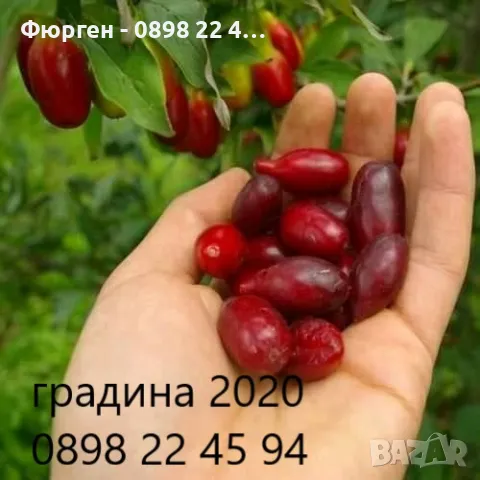 Дрян - Сорт Панчарево и Казанлъшки, снимка 1 - Разсади - 47807441