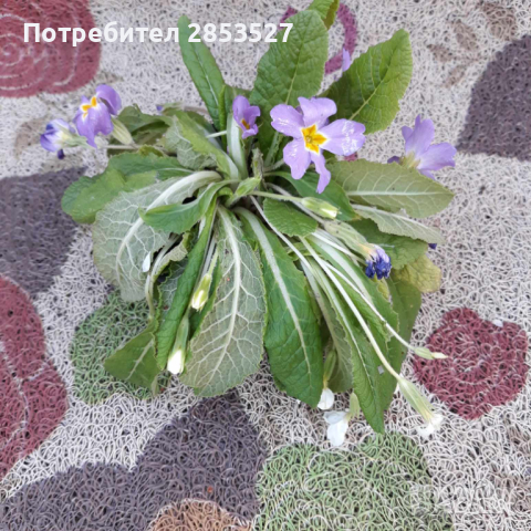 Комплект градинска Иглика/7 броя, снимка 2 - Градински цветя и растения - 44952927