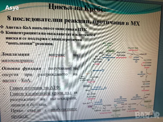 Презентация Цикъл на Кребс, снимка 5 - Художествена литература - 47864780