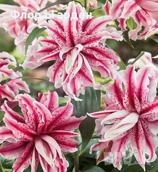 ЛИЛИУМ - Луковици, снимка 12 - Сортови семена и луковици - 40209682