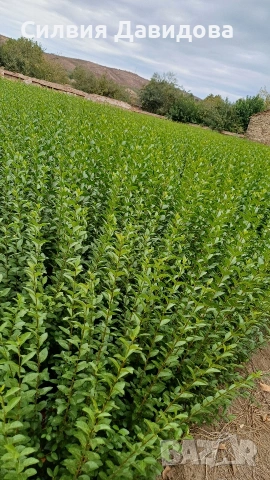 Лигуструм за жив плет на гол корен , снимка 8 - Градински цветя и растения - 53716248