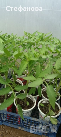 Продавам разсад домати , снимка 2 - Разсади - 54278148