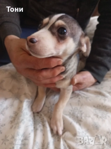 Чихуахуа Женско, снимка 5 - Чихуахуа - 53582398