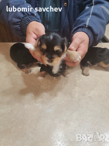 Шарени йоркита , снимка 2 - Йоркширски териер - 54048173