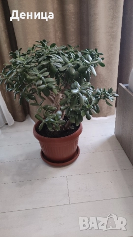 Дърво на живота, 75 см, снимка 6 - Стайни растения - 51717939