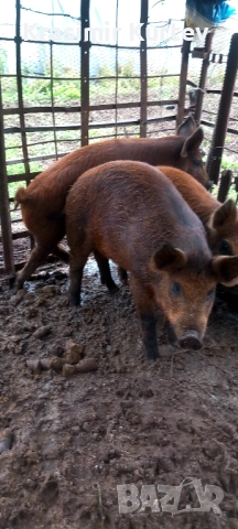 Малки банкетни прасета полу диви 