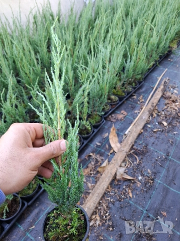 Юниперус скайрокет в саксия , снимка 3 - Градински цветя и растения - 51862869