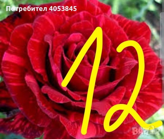 Продавам рози в контейнери, снимка 10 - Градински цветя и растения - 45109095
