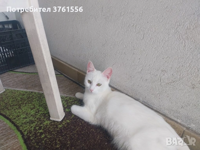 Подарявам коте