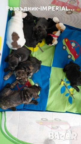 френски булдог-булдочета, снимка 3 - Френски булдог - 54092555