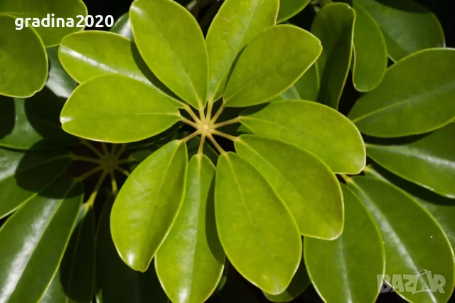 Шефлера (Schefflera), снимка 2 - Разсади - 53407566