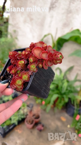 Червен седум Пурпурна Зима, Sedum spirium " Purpur Winter ", снимка 5 - Градински цветя и растения - 46784135