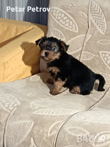 Йоркширски териер , снимка 3 - Йоркширски териер - 53017711