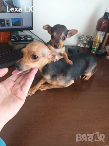 Мъжки мини пинчер, снимка 4 - Пинчер - 53644493