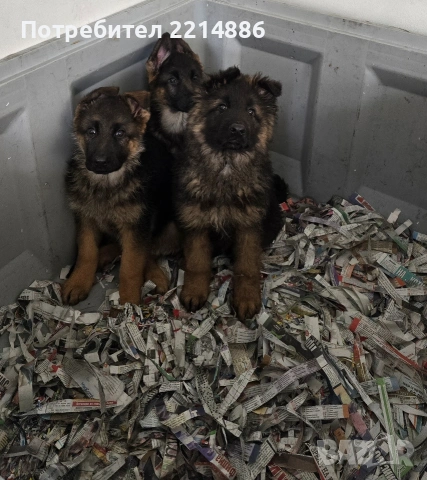 Немски овчарки , снимка 7 - Немска овчарка - 40188254