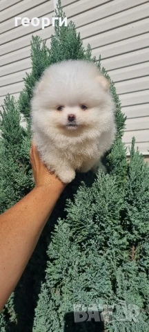померан мини померанче, снимка 3 - Померан - 51192658