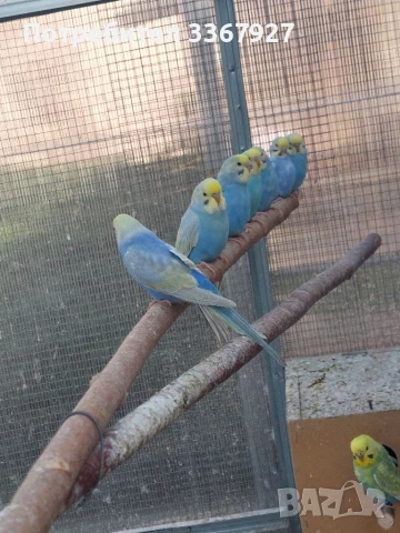 Вълнисти папагали рейнбоу, снимка 1