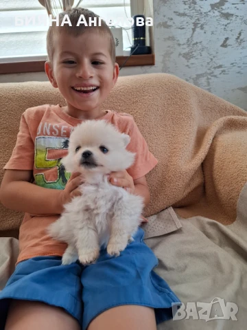 Продавам шпиц померан на 50 дни, снимка 1