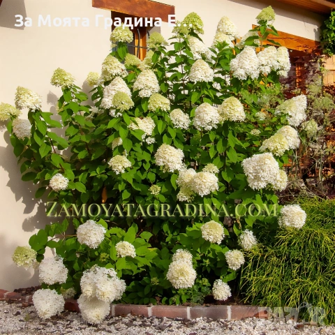 Хортензия паникулата limelight