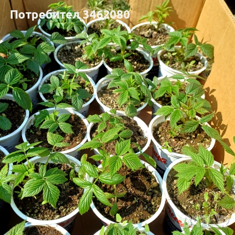 Разсад- малини, снимка 2 - Разсади - 53757063