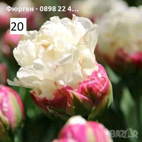 Луковици на лалета