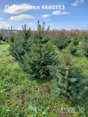 Коледна чудна елха за дома и градината , снимка 2 - Градински цветя и растения - 52532779