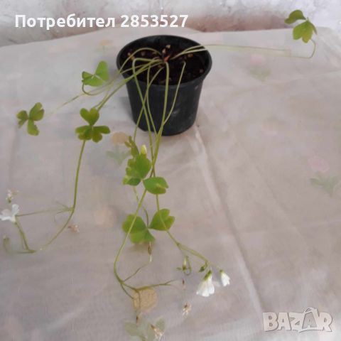 Оксалис /Детелина Комплект бяла и розова, снимка 6 - Градински цветя и растения - 46240392