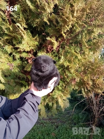 Момче и момиче. Померански Шпицове.