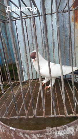 Продавам гълъбите от снимките , снимка 10 - Гълъби - 53144161
