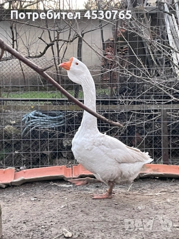 Холмогорски Гъски, снимка 7 - Патици и гъски - 54122292