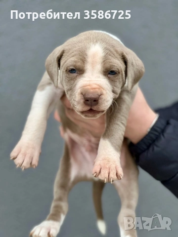 Питбул blue fawn, снимка 6 - Питбул - 53942747