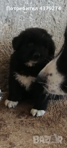 линия Гуджо-върлан и зорка, снимка 5 - Каракачанска овчарка - 54283836