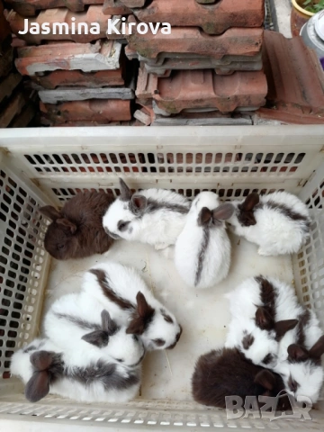 Зайчета на 1 месец!!! 