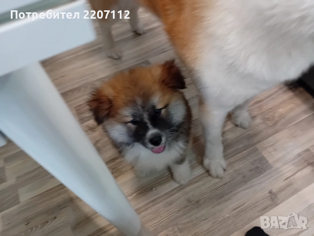 Женско акита-ину.