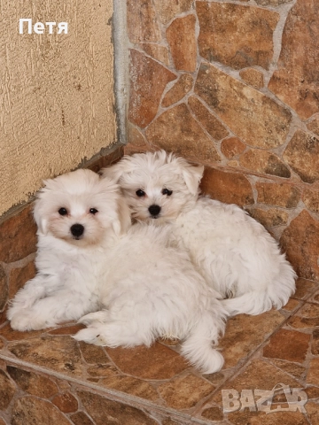 Малтийска болонка момчета и момичета, снимка 1