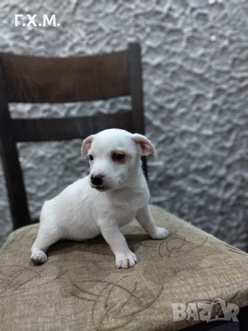 Джак ръсел , снимка 5 - Джак ръсел териер - 52470681