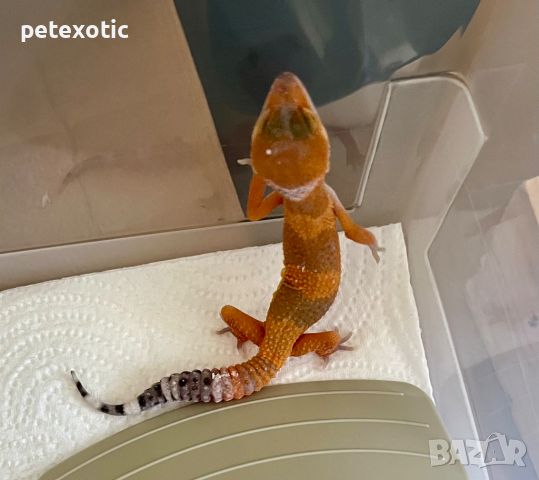 Леопардов гекон - Eublepharis macularius, Leopard geckos, morph Pied Total Eclipse, снимка 10 - Гекон - 46368736