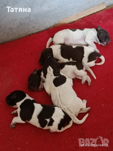 курцхаар, снимка 1