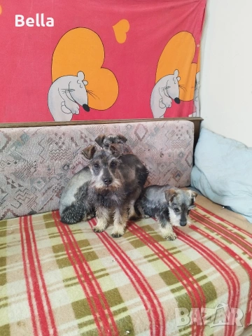 Мини шнауцер , снимка 4 - Други - 53778474