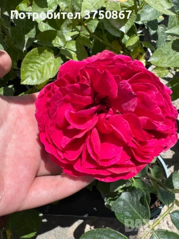 🌹РОЗА 🌹Gpt Red Eden Rose® (Eric Tabarly®) 🌹, снимка 11 - Градински цветя и растения - 51135670