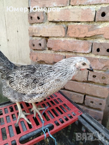 Продавам Млади Ярки! , снимка 3 - Кокошки и пуйки - 53744852