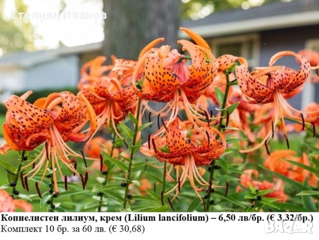Копиелистен лилиум, крем (Lilium lancifolium) –  луковици
