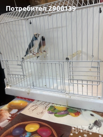 Гулди сини, снимка 5 - Амадини - 54154995