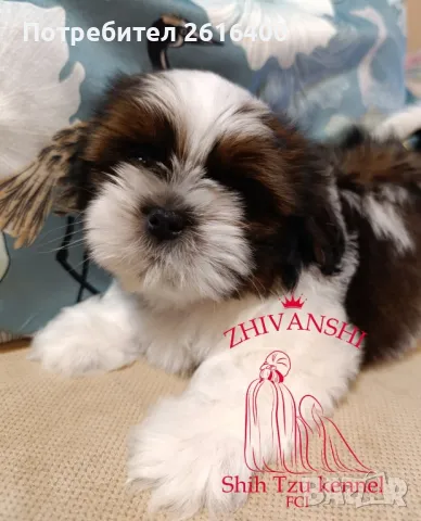 Ши Тцу/SHIH TZU, снимка 2 - Ши Тцу - 48452842