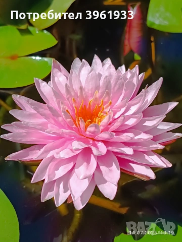 Продавам сортови Водни лилии , снимка 9 - Градински цветя и растения - 53253867