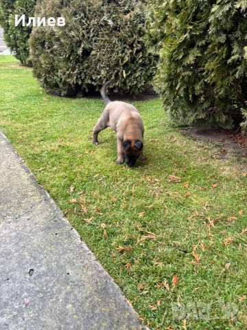 Две женски  белгийски овчарки , снимка 3 - Белгийска овчарка - 53055934