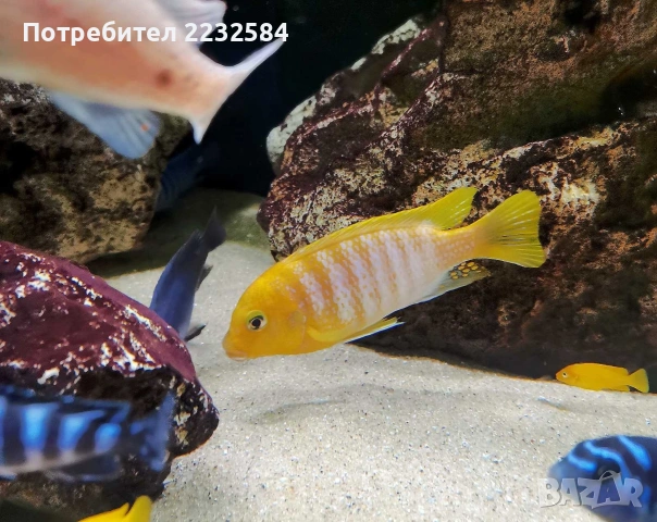 Рибки Африкански цихлиди , снимка 2 - Рибки - 53236215